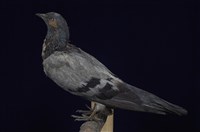 藏品(野鴿)的圖片